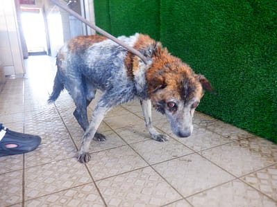 【待認養】混種犬 狗 (男生) - 南投縣公立動物收容所