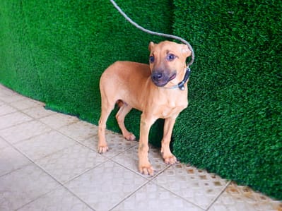 【待認養】混種犬 狗 (男生) - 南投縣公立動物收容所