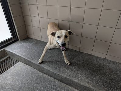 【待認養】混種犬 狗 (男生) - 高雄市燕巢動物保護關愛園區