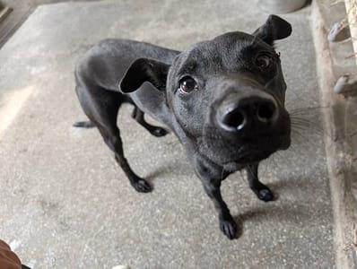 【待認養】混種犬 狗 (男生) - 高雄市燕巢動物保護關愛園區