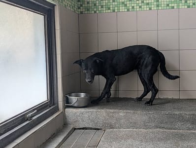 【待認養】混種犬 狗 (男生) - 高雄市燕巢動物保護關愛園區