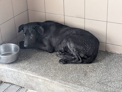 【待認養】混種犬 狗 (男生) - 高雄市燕巢動物保護關愛園區
