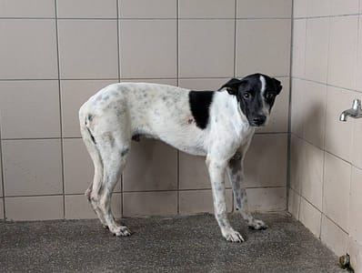 【待認養】混種犬 狗 (男生) - 高雄市燕巢動物保護關愛園區