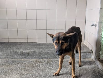 【待認養】混種犬 狗 (男生) - 高雄市燕巢動物保護關愛園區