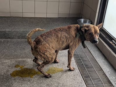 【待認養】混種犬 狗 (男生) - 高雄市燕巢動物保護關愛園區