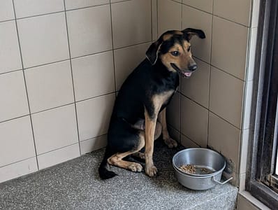 【待認養】混種犬 狗 (男生) - 高雄市燕巢動物保護關愛園區