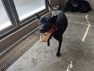 【待認養】混種犬 狗 (男生) - 高雄市燕巢動物保護關愛園區
