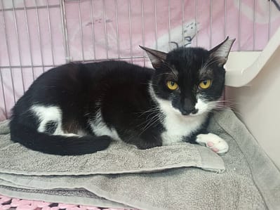 【待認養】混種貓 貓 (男生) - 新北市板橋區公立動物之家