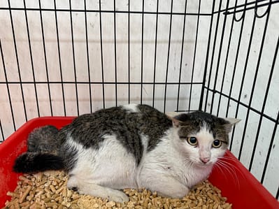 【待認養】混種貓 貓 (女生) - 基隆市寵物銀行