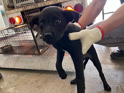 【待認養】混種犬 狗 (女生) - 桃園市動物保護教育園區