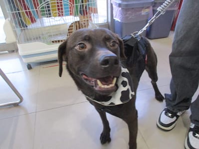 【待認養】混種犬 狗 (男生) - 高雄市壽山動物保護教育園區