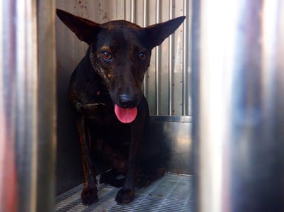 【待認養】混種犬 狗 (女生) - 南投縣公立動物收容所