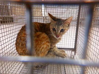 【待認養】混種貓 貓 (女生) - 南投縣公立動物收容所