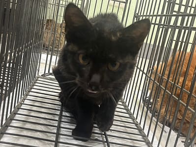 【待認養】混種貓 貓 (女生) - 金門縣動物收容中心