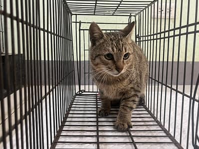 【待認養】混種貓 貓 (女生) - 金門縣動物收容中心