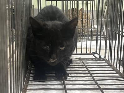 【待認養】混種貓 貓 (女生) - 金門縣動物收容中心