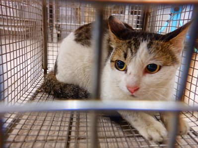 【待認養】混種貓 貓 (女生) - 南投縣公立動物收容所