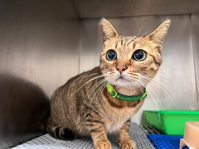 【待認養】混種貓 貓 (女生) - 桃園市動物保護教育園區