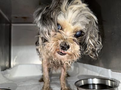 【待認養】混種犬 狗 (女生) - 基隆市寵物銀行