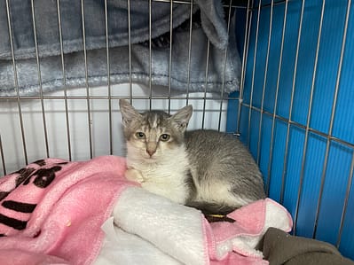 【待認養】混種貓 貓 (女生) - 新北市板橋區公立動物之家