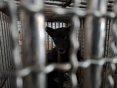 【待認養】混種犬 狗 (女生) - 臺南市動物之家善化站