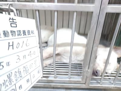 【待認養】混種犬 狗 (女生) - 雲林縣流浪動物收容所