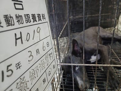 【待認養】混種犬 狗 (男生) - 雲林縣流浪動物收容所