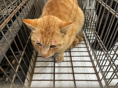 【待認養】混種貓 貓 (男生) - 金門縣動物收容中心