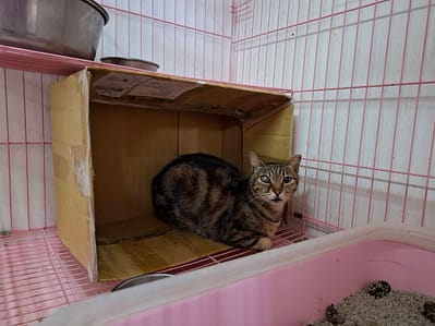 【待認養】混種貓 貓 (男生) - 臺北市動物之家