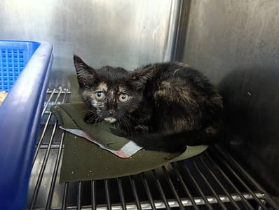 【待認養】混種貓 貓 (女生) - 新竹市動物保護教育園區