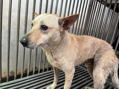 【待認養】混種犬 狗 (男生) - 彰化縣流浪狗中途之家