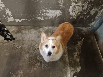 【待認養】威爾斯柯基犬 狗 (男生) - 新竹市動物保護教育園區
