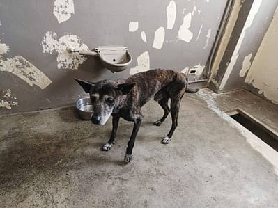 【待認養】混種犬 狗 (男生) - 新竹市動物保護教育園區