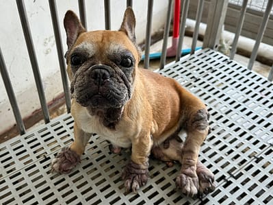 【待認養】法國鬥牛犬 狗 (女生) - 花蓮縣狗貓躍動園區