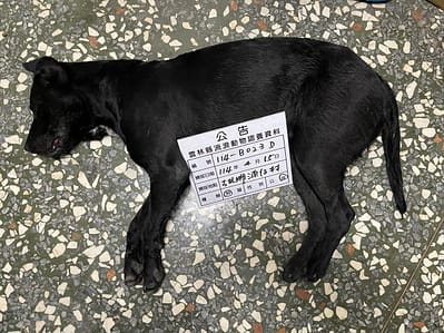 【待認養】混種犬 狗 (女生) - 雲林縣流浪動物收容所
