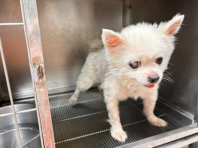 【待認養】博美犬 狗 (男生) - 高雄市壽山動物保護教育園區
