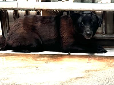 【待認養】混種犬 狗 (女生) - 彰化縣流浪狗中途之家