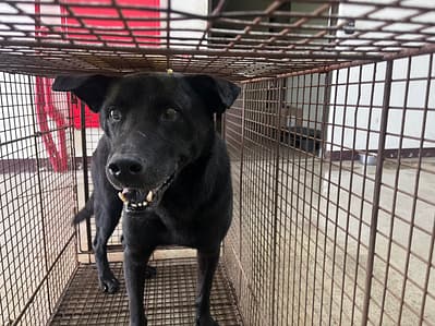 【待認養】混種犬 狗 (男生) - 桃園市動物保護教育園區