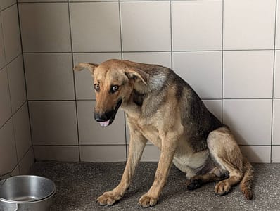 【待認養】混種犬 狗 (男生) - 高雄市燕巢動物保護關愛園區