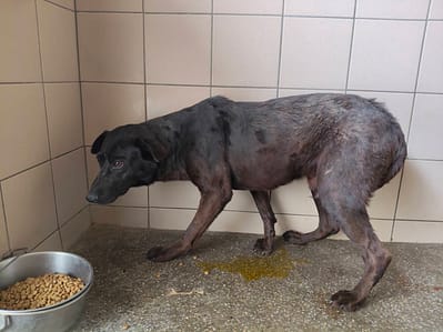 【待認養】混種犬 狗 (男生) - 高雄市燕巢動物保護關愛園區
