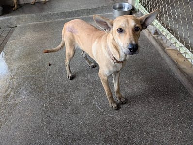 【待認養】混種犬 狗 (男生) - 高雄市燕巢動物保護關愛園區