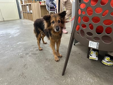 【待認養】混種犬 狗 (女生) - 臺北市動物之家