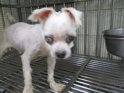 【待認養】瑪爾濟斯犬 狗 (男生) - 高雄市壽山動物保護教育園區