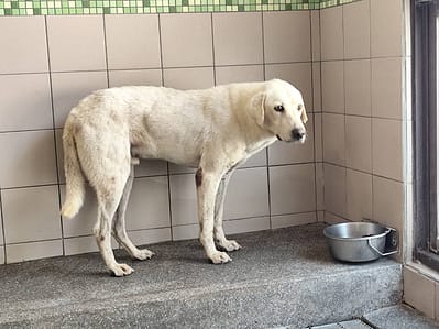 【待認養】混種犬 狗 (男生) - 高雄市燕巢動物保護關愛園區