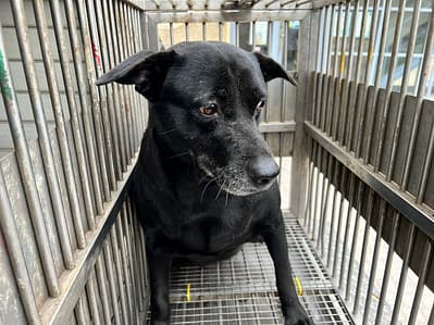 【待認養】混種犬 狗 (女生) - 桃園市動物保護教育園區