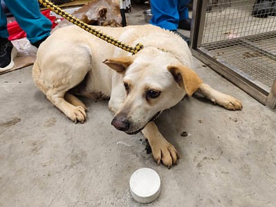 【待認養】混種犬 狗 (女生) - 臺北市動物之家