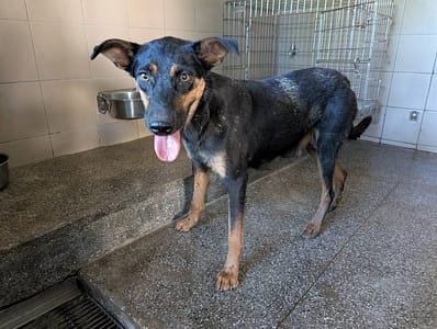 【待認養】混種犬 狗 (女生) - 高雄市燕巢動物保護關愛園區