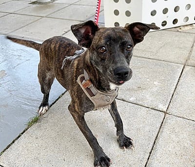 【待認養】混種犬 狗 (女生) - 臺中市動物之家南屯園區