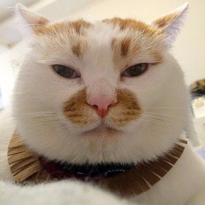 漢城寵物用品商行