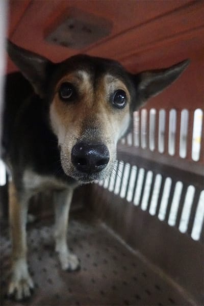 【待認養】混種犬 狗 (女生) - 宜蘭縣流浪動物中途之家